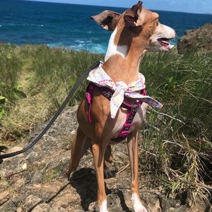 Meet your Posher, Elvira